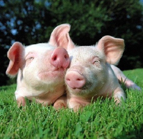 Misunderstandings about pigs that people have