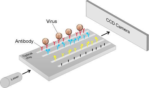 Mobile devices can detect viruses in minutes