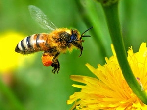 Mobile phones will reduce the number of bees