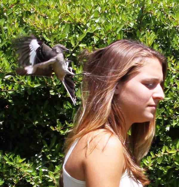 Mockingbirds can recognize a face among the crowd
