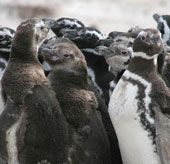 Model of a crowd of penguins gathered to share the warmth