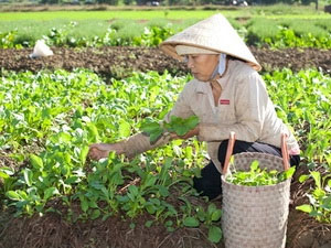Model of producing agricultural products with micro-organic fertilizer