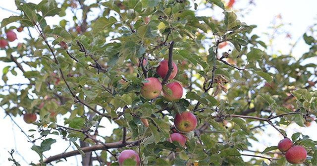 Modern apple tree is a hybrid of at least 4 wild apples