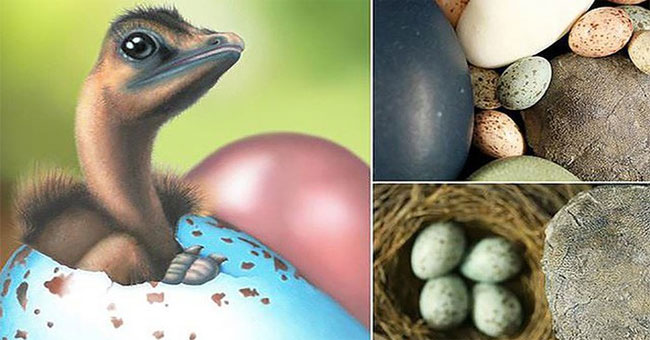 Modern bird eggs have the color