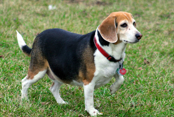 Modern dog lost its roots