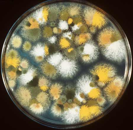 Mold (Aspergillus) - Doctor of fermentation