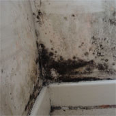 Mold can cause respiratory disease
