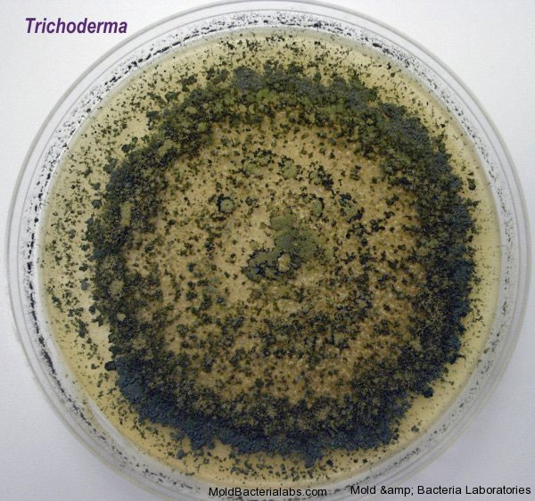 Mold may be 'pharmaceutical factory'