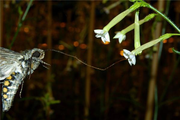 Molecular signals from insect antennas