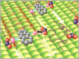 Molecules capable of walking like people now have the ability to carry goods.