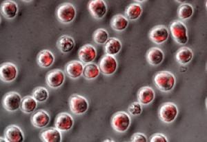 Molecules with molecular size can transport drugs to specific cells
