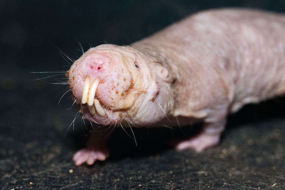 Mole-feathered mouse