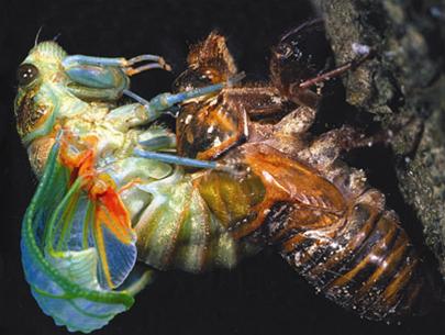 Molting!
