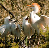 Moments of feeding the white stork