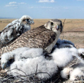 Mongolia needs to strengthen the protection of national birds