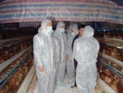 Monitoring and preventing bird flu in Vietnam
