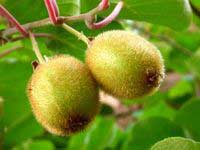 Monkey Actinidiaceae - Super grade fruit