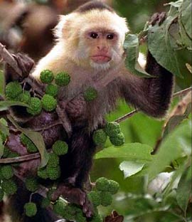 Monkey also anointed