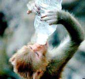 Monkey also drank alcohol