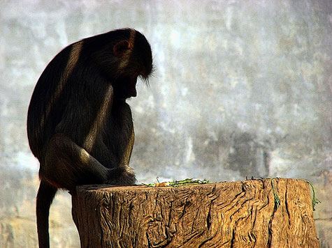 Monkey also knows 'regret'