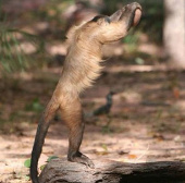 'Monkey athlete' raises rocks to break particles