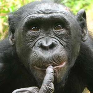 Monkey bonono also screamed when