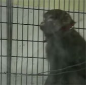 Monkey can identify himself in the mirror