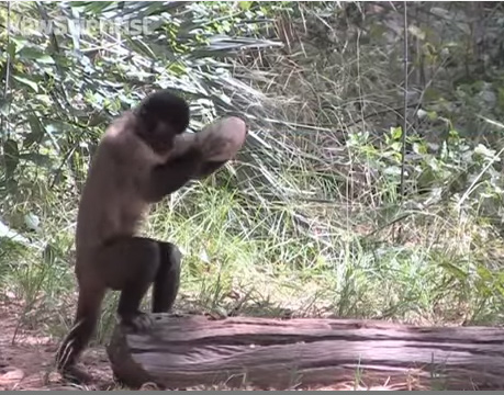 Monkey cracks how the seed shell