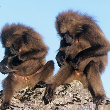 Monkey dogs also know how to prevent pregnancy