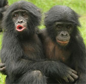 Monkey expresses emotions like humans