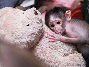 Monkey got a teddy bear as a mother