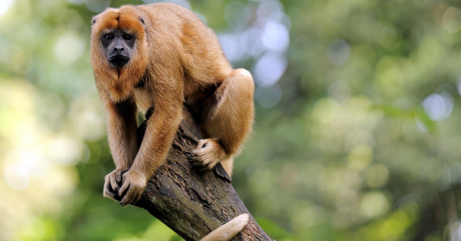 Monkey is the reason why people go to the forest to get malaria