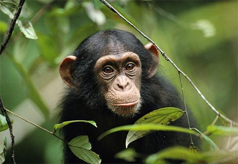 Monkey knows how to plan