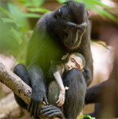 Monkey mother grief hugged the body 3 days