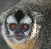 Monkey owl lives more faithfully with a mate than a human