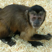 Monkey poked my hand to get noticed
