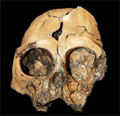 Monkey skull fossil 6 million years old in China