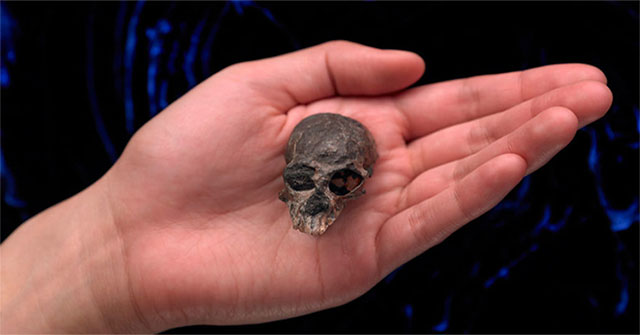 Monkey skull fossils 20 million years ago have the potential to reveal the evolution of the human brain