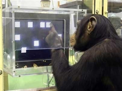 Monkey smarter than people?