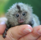 Monkey squirts as big as a finger
