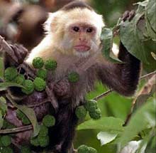 Monkeys also communicate in audio language