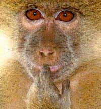 Monkeys also have dialects