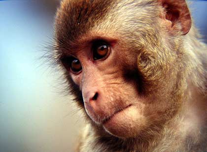 Monkeys also have the ability to observe