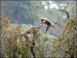 Monkeys also know how to choose ripe fruits