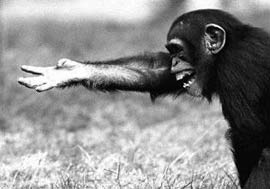Monkeys also use gestures to communicate with each other