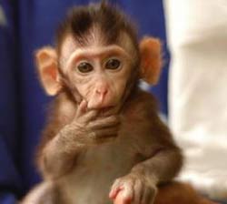 Monkeys are able to imitate from birth