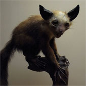 Monkeys are considered the embodiment of evil