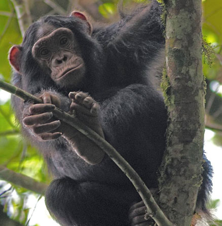 Monkeys are more susceptible to disease when near people