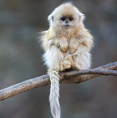 Monkeys beams 'stuffy nose' strange