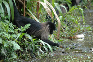 Monkeys can also become meteorologists